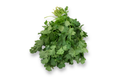 Cilantro