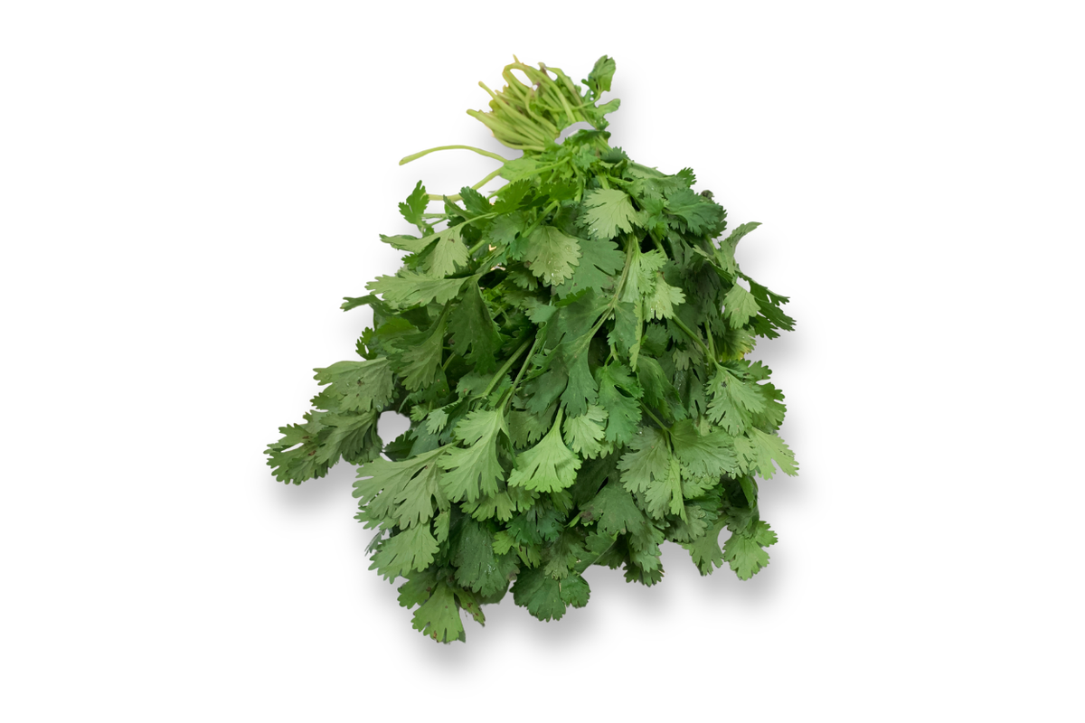 Cilantro